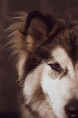Vintage portrait of Malamute face. Young Nordic breed dog boy with fluffy ears and cure brown eyes. Selective focus on the details, blurred background.