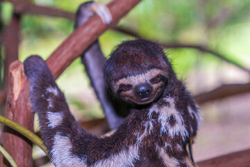 Amazonian sloth with fancy fur