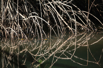 Mangrove forest reflect on the water