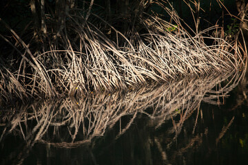Mangrove forest reflect on the water