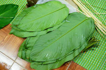Dong leaves or Stachyphrynium placentarium- used for wrap food especially for banh chung- a traditional food in Tet holiday in Vietnam