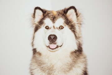 Blurry vintage portrait of a young dog. Funny face, bright brown eyes, tongue out and defocused white snout. Selective focus on the details, blurred background.