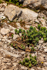 Rhodiola rosea flower in mountains, close up 