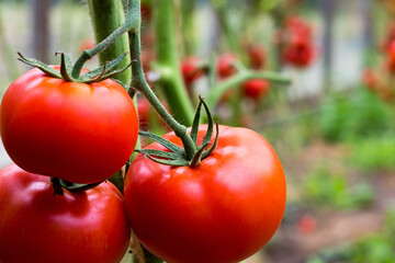 ripe red tomatoes hang on a branch in a greenhouse. close-up. copyspace - obrazy, fototapety, plakaty