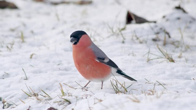 Eurasian bullfinch in winter near bird feeder eating sunflower seeds with other birds