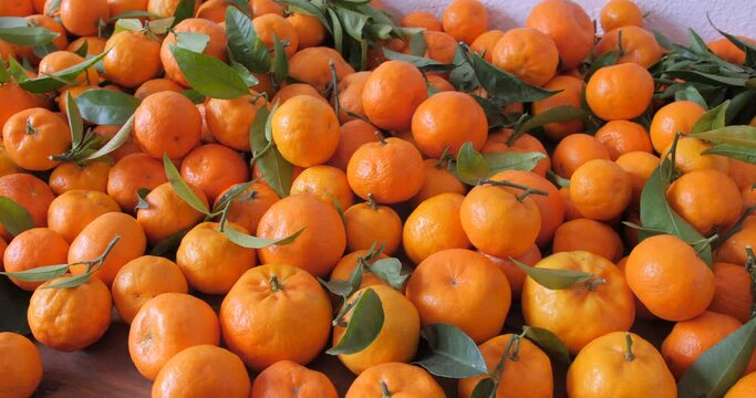 Bunch of freshly picked mandarinas. Ripe juicy sweet oranges in a citrus orchard, selective focus. mandarin, tangerine, oranges. fresh ripe fruits. Shot in 4K.