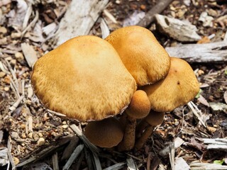 茶色いキノコ