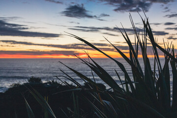 flax at sunset