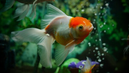 goldfish swimming in the aquarium with clear water, looks very beautiful
