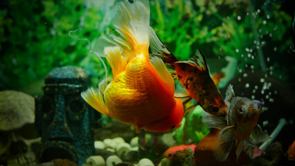 goldfish swimming in the aquarium with clear water, looks very beautiful

