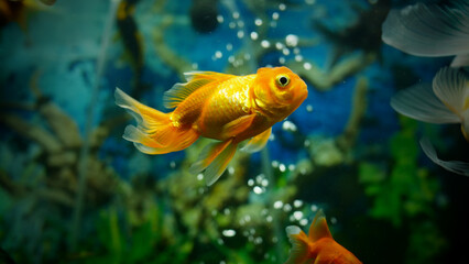 goldfish swimming in the aquarium with clear water, looks very beautiful
