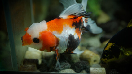 goldfish swimming in the aquarium with clear water, looks very beautiful
