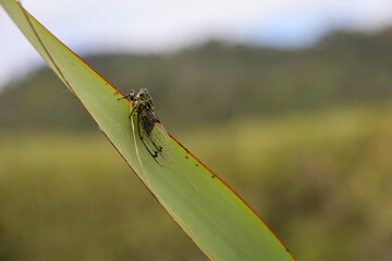 cicada on a green leaf