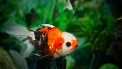 goldfish swimming in the aquarium with clear water, looks very beautiful