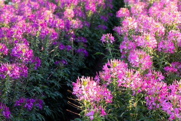 Obraz premium purple flowers in the field because of flowers beautiful full bloom The name of this flower is cleome sparkler lavender, grown on a farm in Thailand.