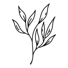 Laurel branch vector icon. Hand drawn illustration isolated on white background. Mediterranean plant with scented foliage. Botanical sketch, outline. Symbol of peace, victory, success