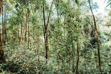 thickly stacked trees in the forest
