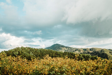 landscape with sky and clouds ahead with yellow flowers