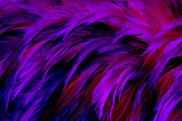Obraz premium Beautiful Dark Purple Feathers Texture Vintage Background