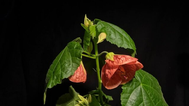 Flowering maple abutilon blossoms opening and plant movement timelapse