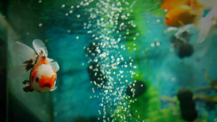 goldfish swimming in the aquarium with clear water, looks very beautiful
