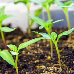 Young small seedlings in a greenhouse. Selective focus
