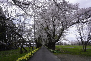 Obraz premium 日本の桜