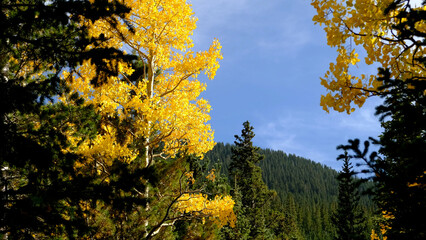 Autumn scene in the mountains with vibrant golden aspen trees and and green fir on a beautiful sunny day.