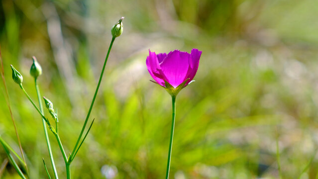 Texas winecup flower (Callirhoe involucrata) with new buds. Shallow depth of field, with green grass in the background. Purple wildflowers of Texas.