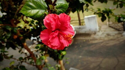 red double hibiscus