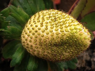 golden raw unripe strawberry closeup