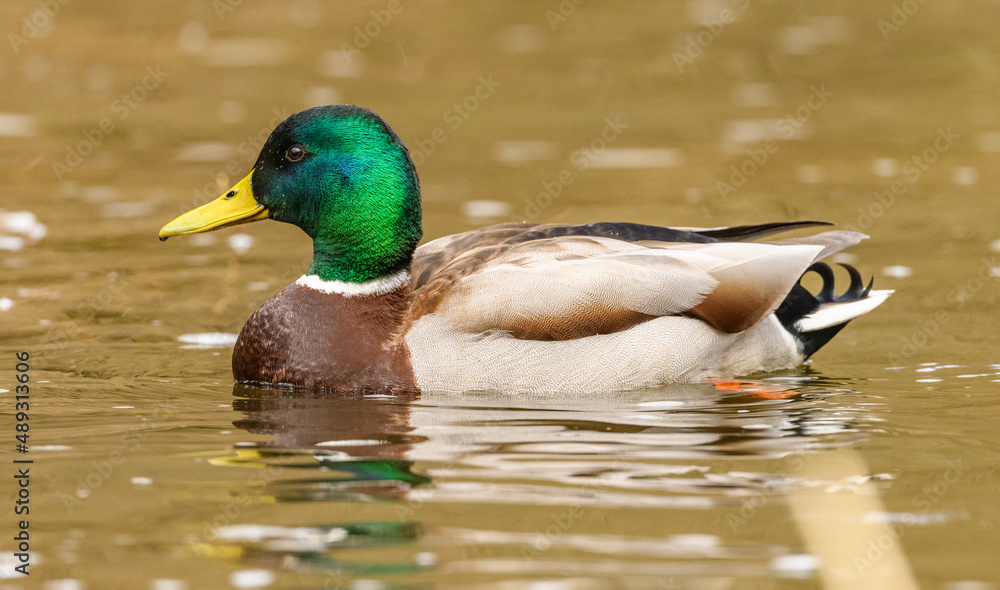 Wall mural wild duck (anas platyrhynchos) male swimming in water