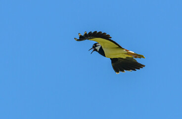 northern lapwing (Vanellus vanellus) bird in flight on blue sky