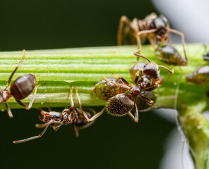 ants taking care of aphids detail