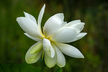 Fototapeta premium Lotus