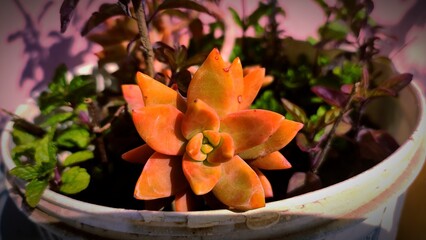 golden orange echeveria in plastic a container pot