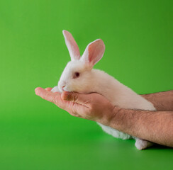 easter white bunny in male hands against pastel green background. adorable surreal background