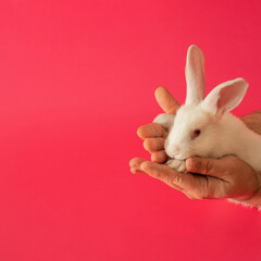 easter white bunny in male hands against pink background. adorable surreal modern background with copy cpace