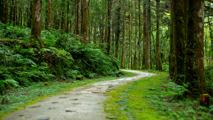 Fototapeta na wymiar Taiwan, Yilan County, forest, mountain lake, Mingchi Villa, forest lane