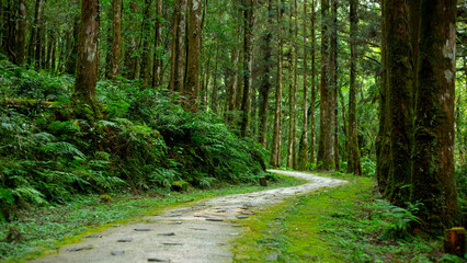 Taiwan, Yilan County, forest, mountain lake, Mingchi Villa, forest lane