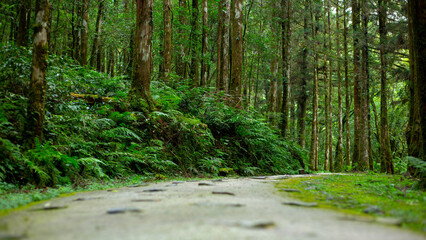 Taiwan, Yilan County, forest, mountain lake, Mingchi Villa, forest lane