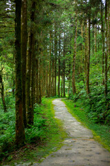 Taiwan, Yilan County, forest, mountain lake, Mingchi Villa, forest lane