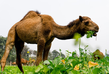 camels walking and eating in field
