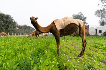 camels walking and eating in field