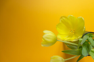 Top view of fresh yellow tulips flowers standing in vase on yellow background. Postcard for spring holidays.