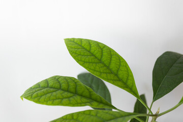 Fresh total green avocado leaves on white background. Grow an avocado tree at home. Spring vibes.