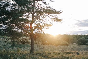 Summer landscape.