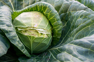 Obraz premium cracked young cabbage in an agricultural field, over-watering or lack of watering