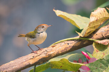 Common tailorbird (Formal Look)