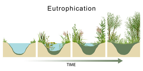 Eutrophication sets off a chain reaction in the ecosystem, starting with an overabundance of algae and plants - obrazy, fototapety, plakaty